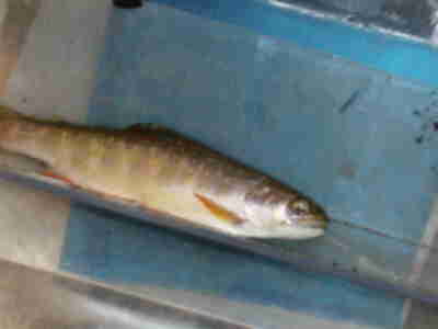 A fish being weighed