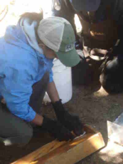 Taryn measuring a fish