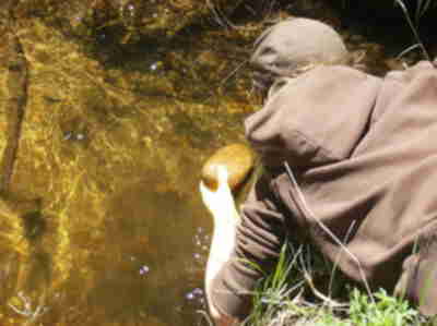 Looking for aquatic insects on a rock from the stream