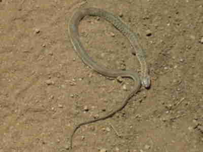 A bull snake that a group found on the road